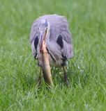 Blauwe Reiger - Grey Heron