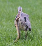Blauwe Reiger - Grey Heron