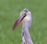 Blauwe Reiger - Grey Heron