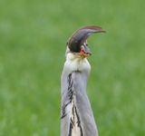 Blauwe Reiger - Grey Heron