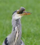 Blauwe Reiger - Grey Heron