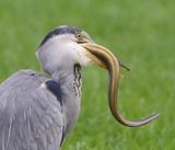 Blauwe Reiger - Grey Herong