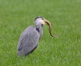 Blauwe Reiger - Grey Heron