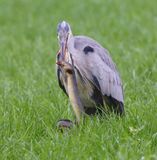 Blauwe Reiger - Grey Heron