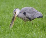 Blauwe Reiger - Grey Heron