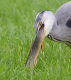 Blauwe Reiger - Grey Heron