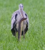 Blauwe Reiger - Grey Heron