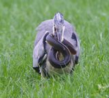 Blauwe Reiger - Grey Heron