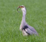 Blauwe Reiger - Grey Heron