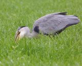 Blauwe Reiger - Grey Heron