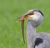 Blauwe Reiger - Grey Heron