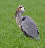 Blauwe Reiger - Grey Heron