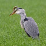 Blauwe Reiger - Grey Heron