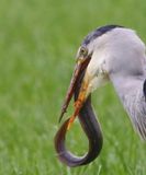 Blauwe Reiger - Grey Heron