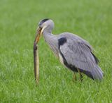 Blauwe Reiger - Grey Heron