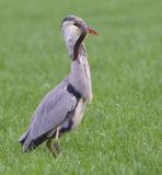 Blauwe Reiger - Grey Heron