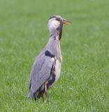 Blauwe Reiger - Grey Heron