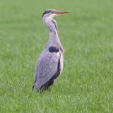 Blauwe Reiger - Grey Heron
