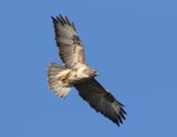 Buizerd - Common Buzzard
