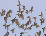 Goudplevieren - European Golden Plovers