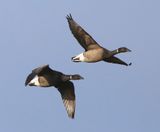 Rotganzen - Dark-bellied Brent Geese