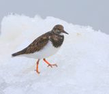 Steenloper - Ruddy Turnstone