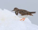 Steenloper - Ruddy Turnstone