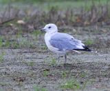 Stormmeeuw - Common Gull