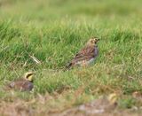 Strandleeuwerik - Horned Lark