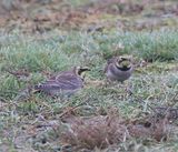 Strandleeuwerikken - Horned Larks