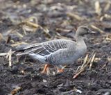 Toendrarietgans - Tundra Bean Goose