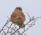 Torenvalk - Common Kestrel