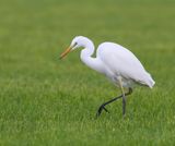 Grote Zilverreiger - Great Egret