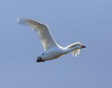 Kleine Zwaan - Bewicks Swan