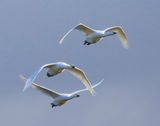 Kleine Zwanen - Bewicks Swans