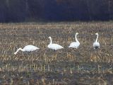 Wilde Zwanen - Whooper Swans