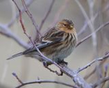 Frater - Twite