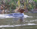 Grote Zaagbek - Common Merganser