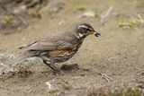 IJslandse Koperwiek - Icelandic Redwing