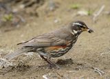 IJslandse Koperwiek - Icelandic Redwing