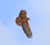 Buizerd - Common Buzzard