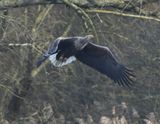 Zeearend - White-tailed Eagle
