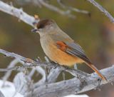 Taigagaai - Siberian Jay