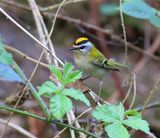 Vuurgoudhaan - Firecrest
