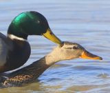 Wilde Eenden - Mallards