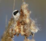 Buidelmees - Eurasian Penduline Tit