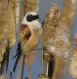 Buidelmees - Eurasian Penduline Tit