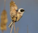 Buidelmees - Eurasian Penduline Tit