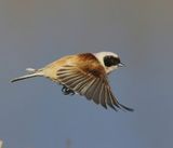 Buidelmees - Eurasian Penduline Tit