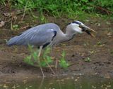 Blauwe Reiger - Grey Heron